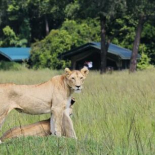 Uganda Safaris