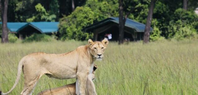 Uganda Safaris