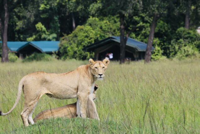 Uganda Safaris