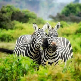 Tanzania Safaris